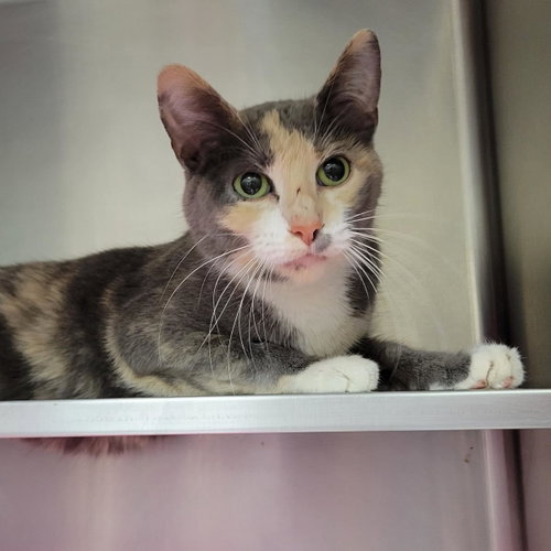 Majesty, an adoptable Domestic Short Hair in Plover, WI