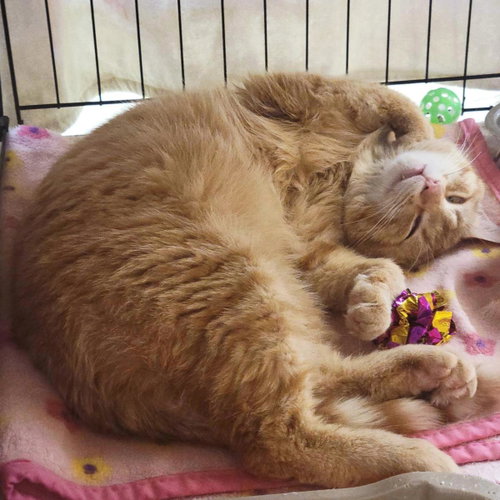 Sir Didymus, Adult Domestic Short Hair / Mixed, cat for adoption in Wausau, Wisconsin