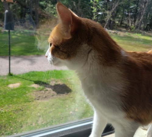 Drumstick, Adult Domestic Short Hair / Mixed, cat for adoption in Wausau, Wisconsin