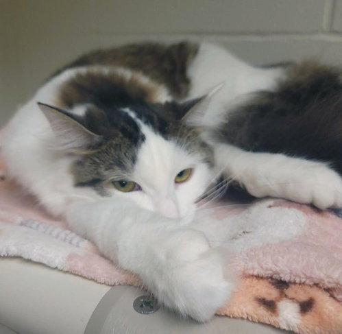Quark, Young Domestic Long Hair / Mixed, cat for adoption in Plover, Wisconsin
