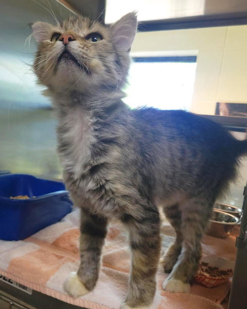 Wylie, Adult Domestic Medium Hair / Mixed, cat for adoption in Plover, Wisconsin