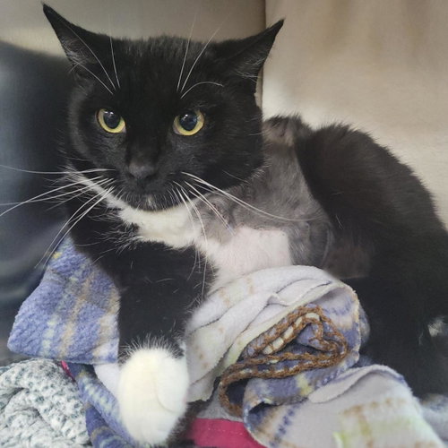 Squeakers, Adult Domestic Short Hair / Mixed, cat for adoption in Plover, Wisconsin