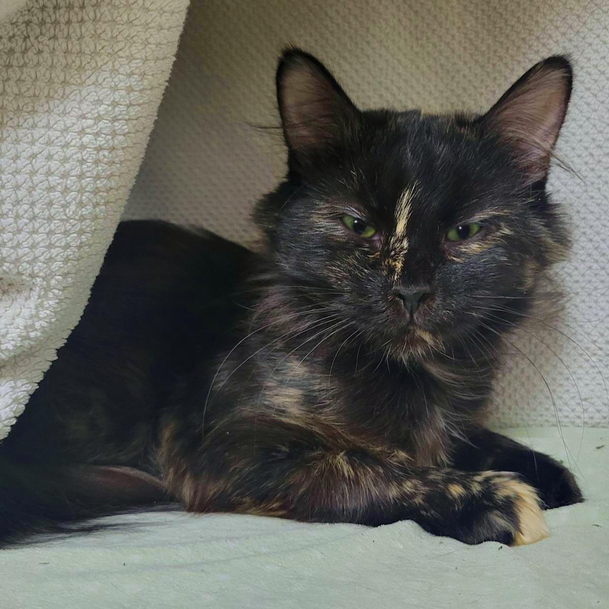 Bella