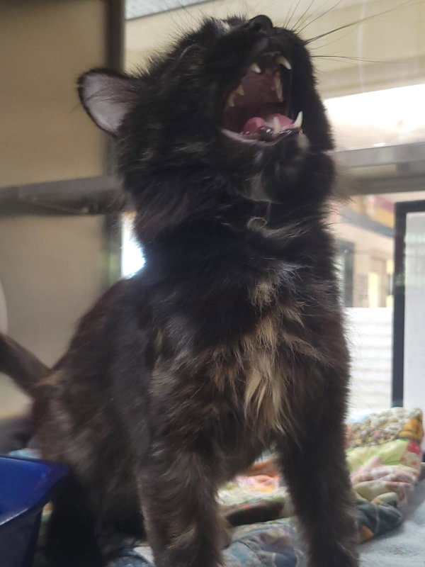 Bella