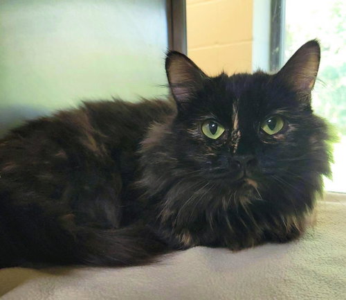 Bella
