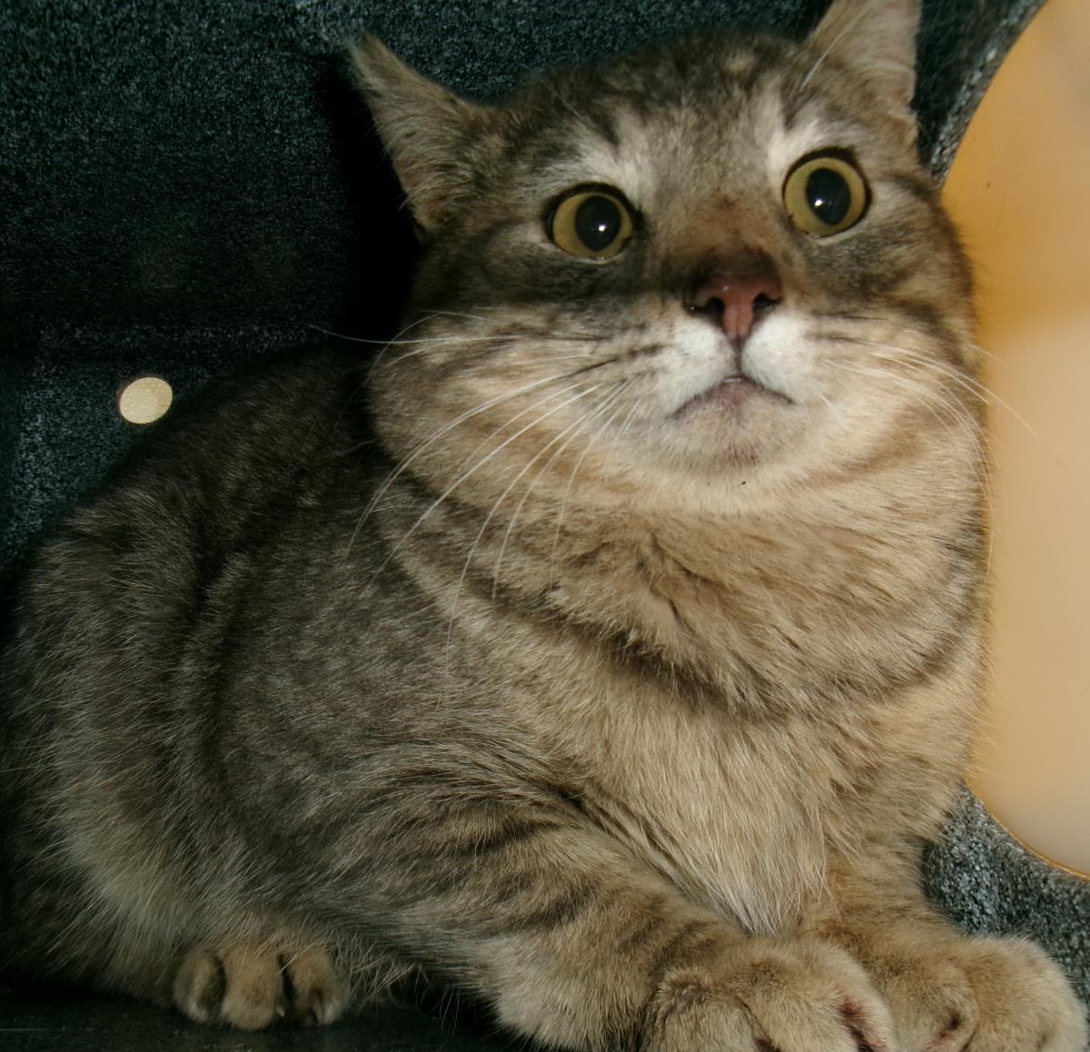 Swish (Working Cat)