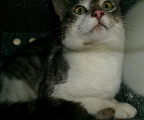 Tonka Jahari (Working Cat)