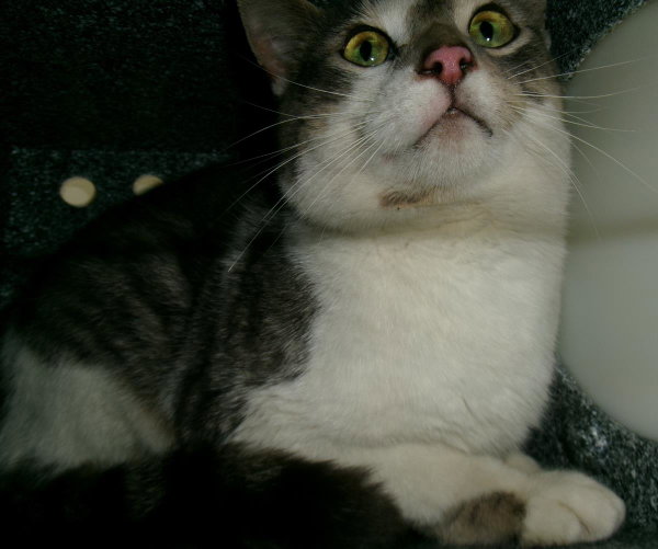 Tonka Jahari (Working Cat)