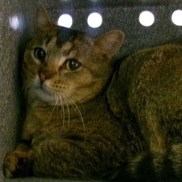 Caleb (Hspc Tallstar)