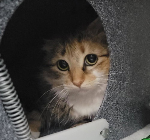 Attitude, an adoptable Domestic Long Hair in Plover, WI
