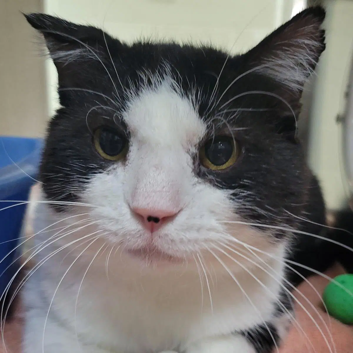 Major Melon - Domestic Short Hair