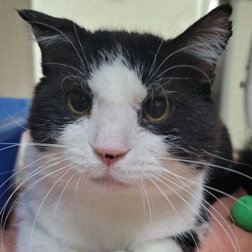 picture of the cat needing adoption