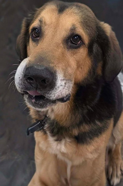 Lokey, an adoptable Hound in Plover, WI