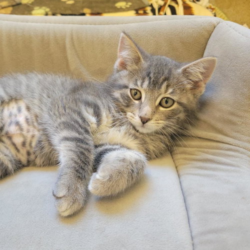 Munchkin