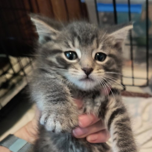 Munchkin photo 2