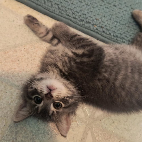 Munchkin photo 3