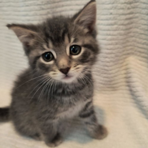 Munchkin photo 4