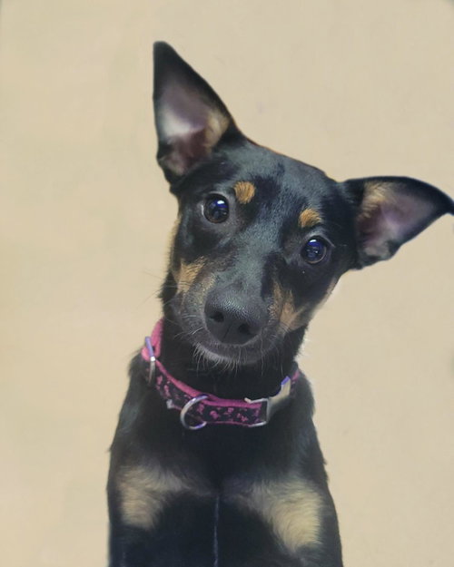 Orchid, an adoptable Australian Shepherd in Plover, WI