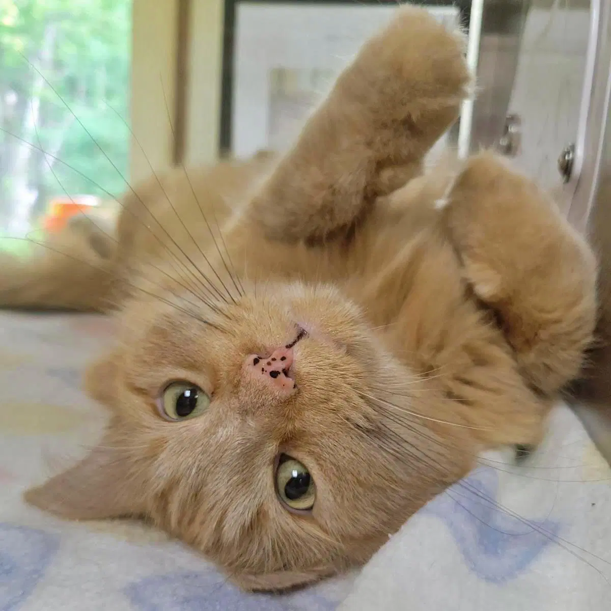 Kobe Hspc Cheesecake - Domestic Medium Hair