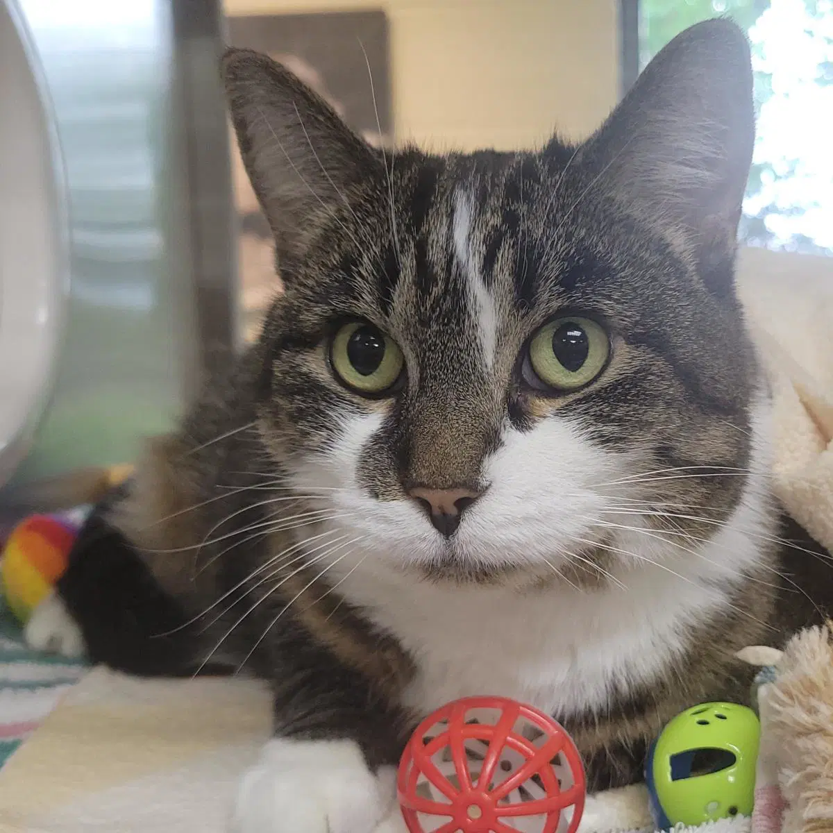 Agatha - Domestic Short Hair
