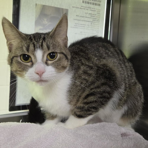 picture of the cat needing adoption