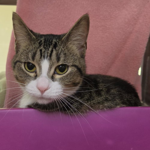 Michele, a cat for adoption from Humane Society of Portage County