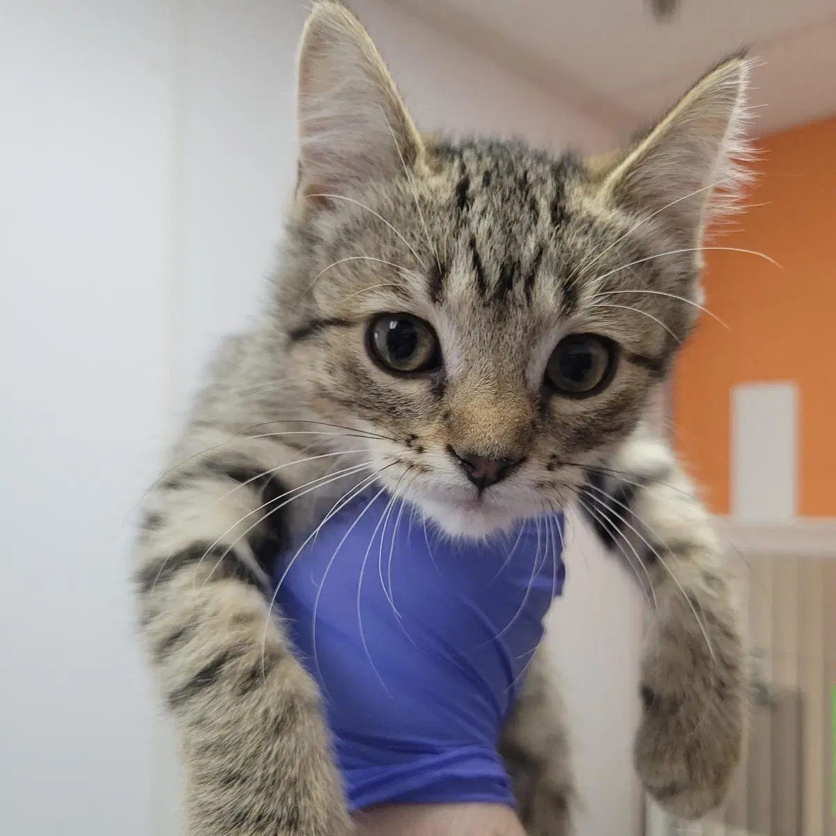 Etch-A-Sketch - Domestic Short Hair