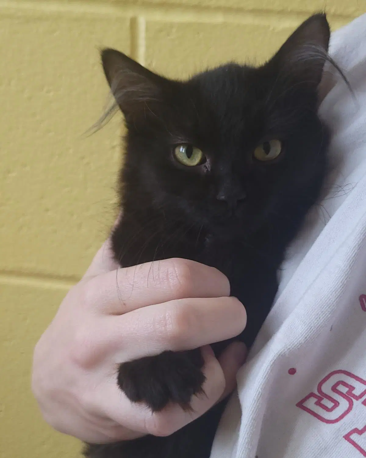 Fuji - Domestic Medium Hair