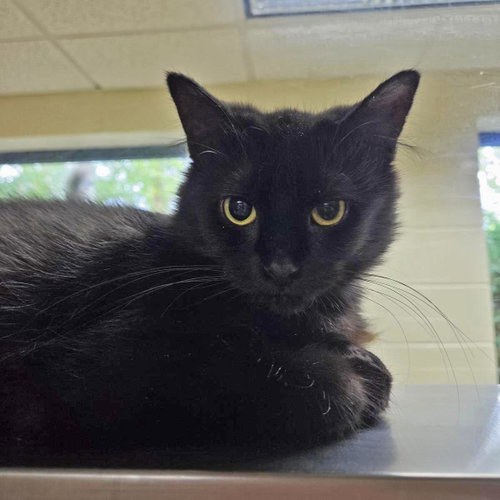 Sophie, a cat for adoption from Humane Society of Portage County
