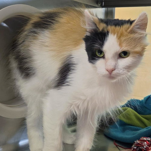 picture of the cat needing adoption