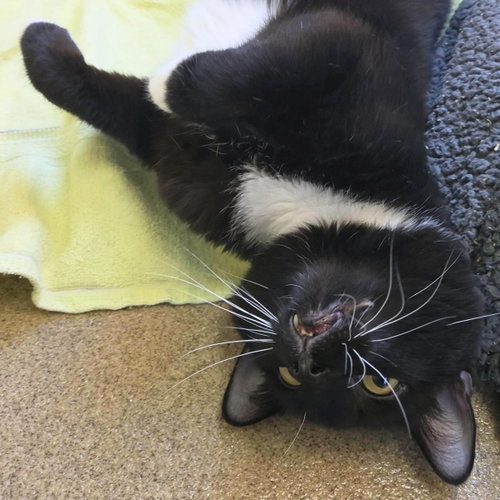 picture of the cat needing adoption