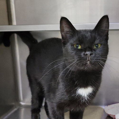 picture of the cat needing adoption
