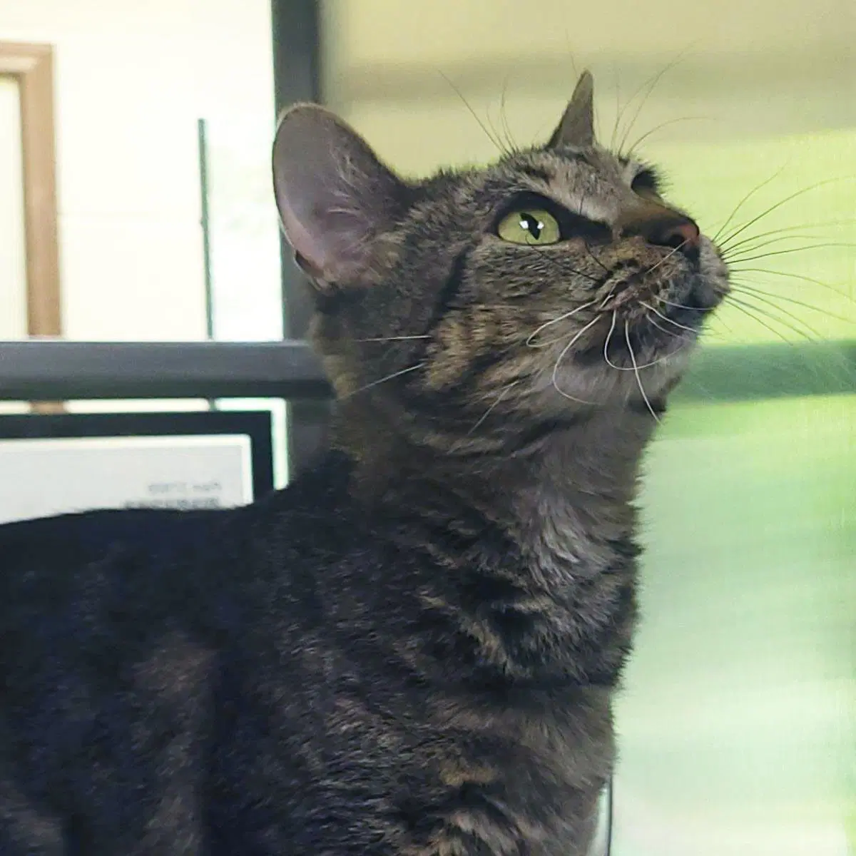 Pam - Domestic Short Hair