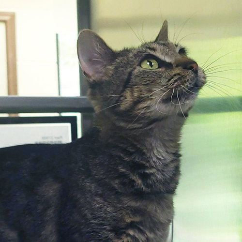 Pam, a cat for adoption from Humane Society of Portage County