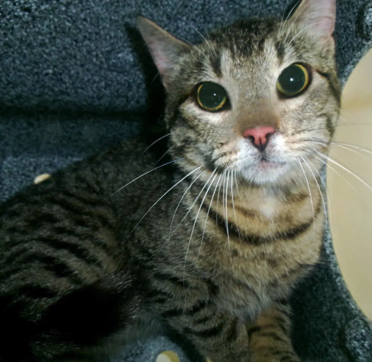 Snipe Working Cat - Domestic Short Hair
