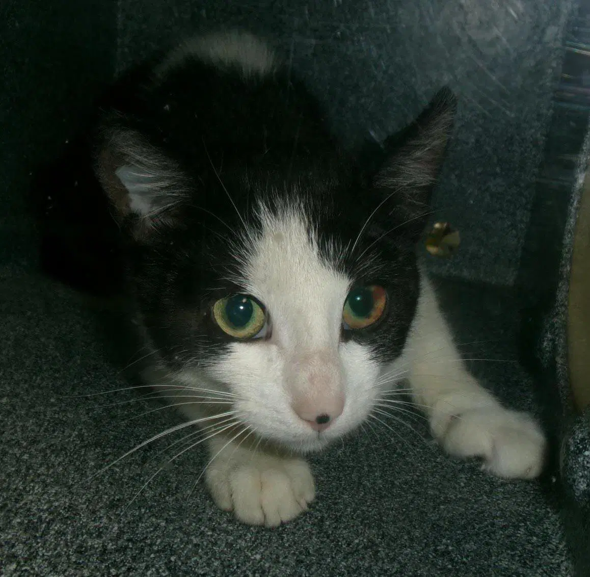 Beef Eater Working Cat - Domestic Short Hair