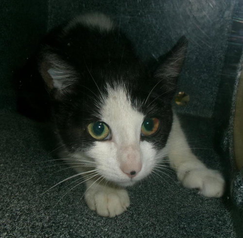picture of the cat needing adoption