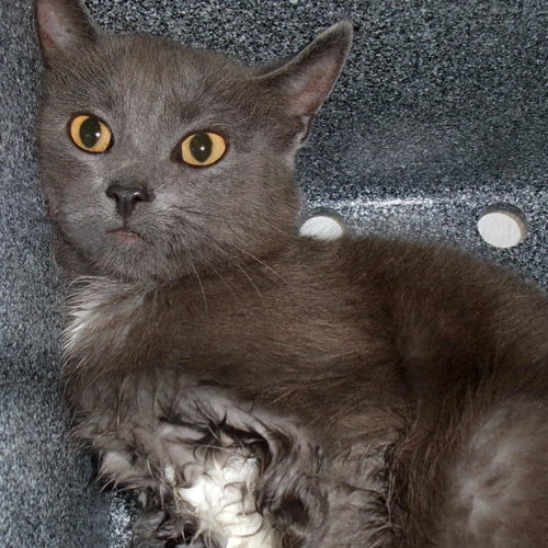picture of the cat needing adoption