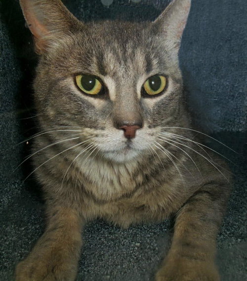 picture of the cat needing adoption