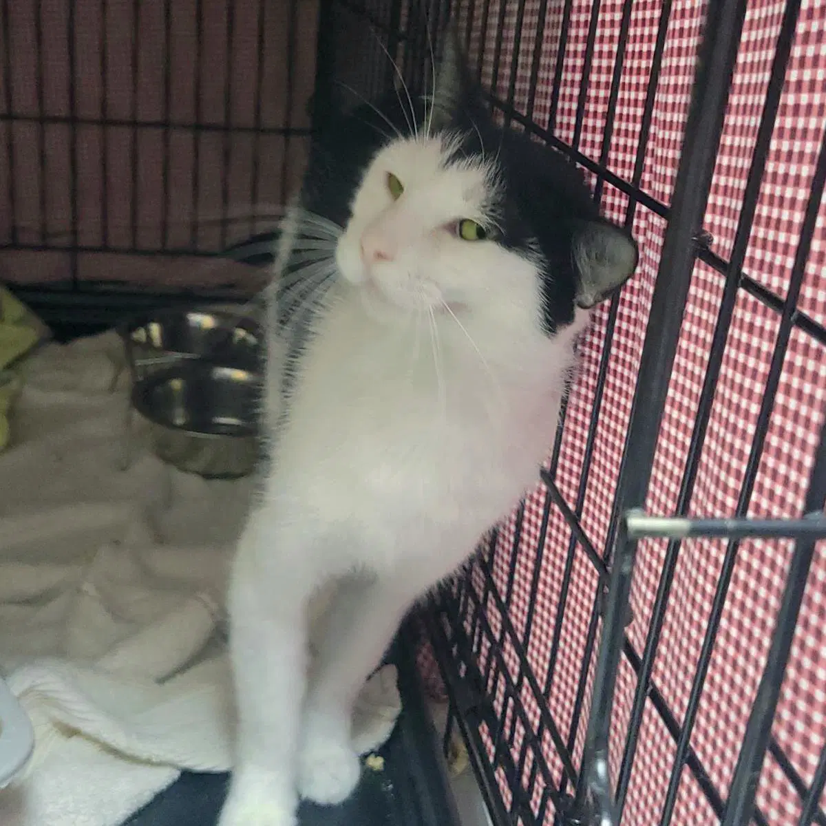 Waterpark - Domestic Short Hair