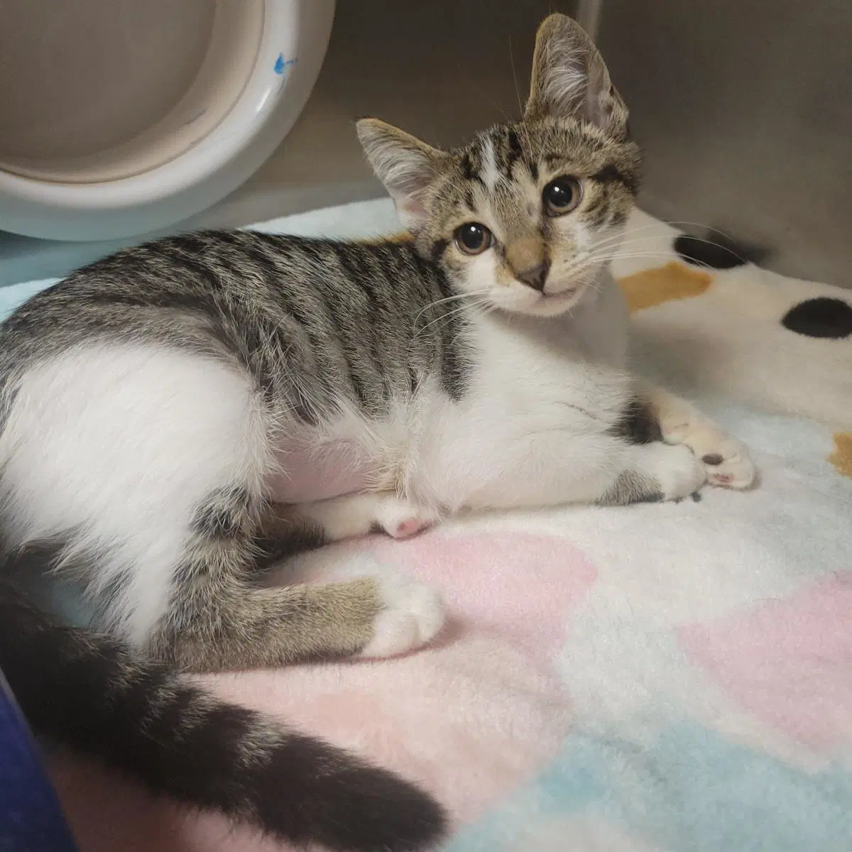 Jig - Domestic Short Hair