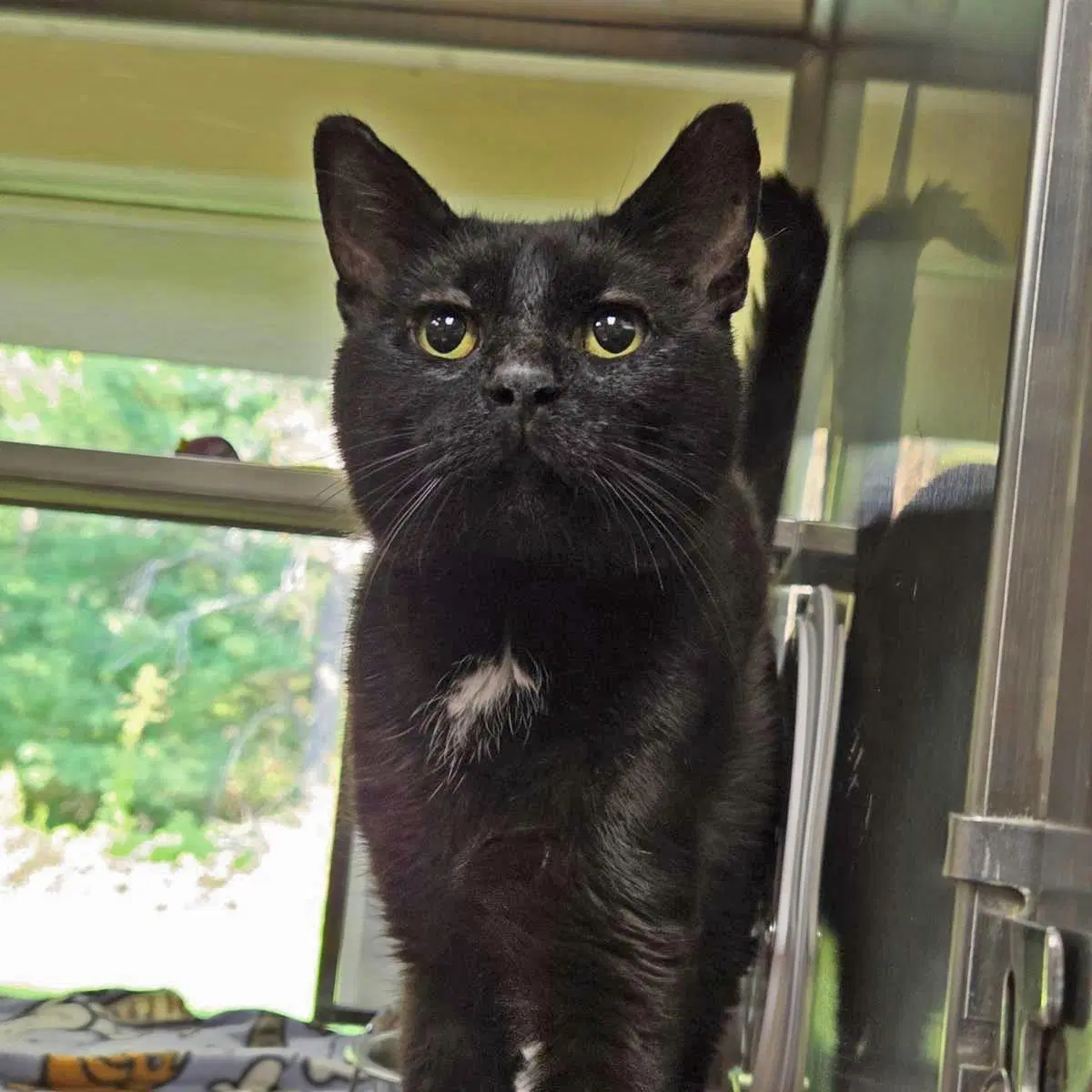 Cadbury - Domestic Short Hair