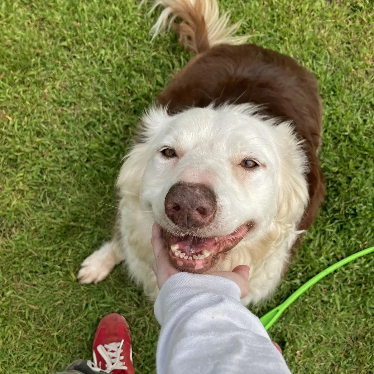 Simon - Border Collie