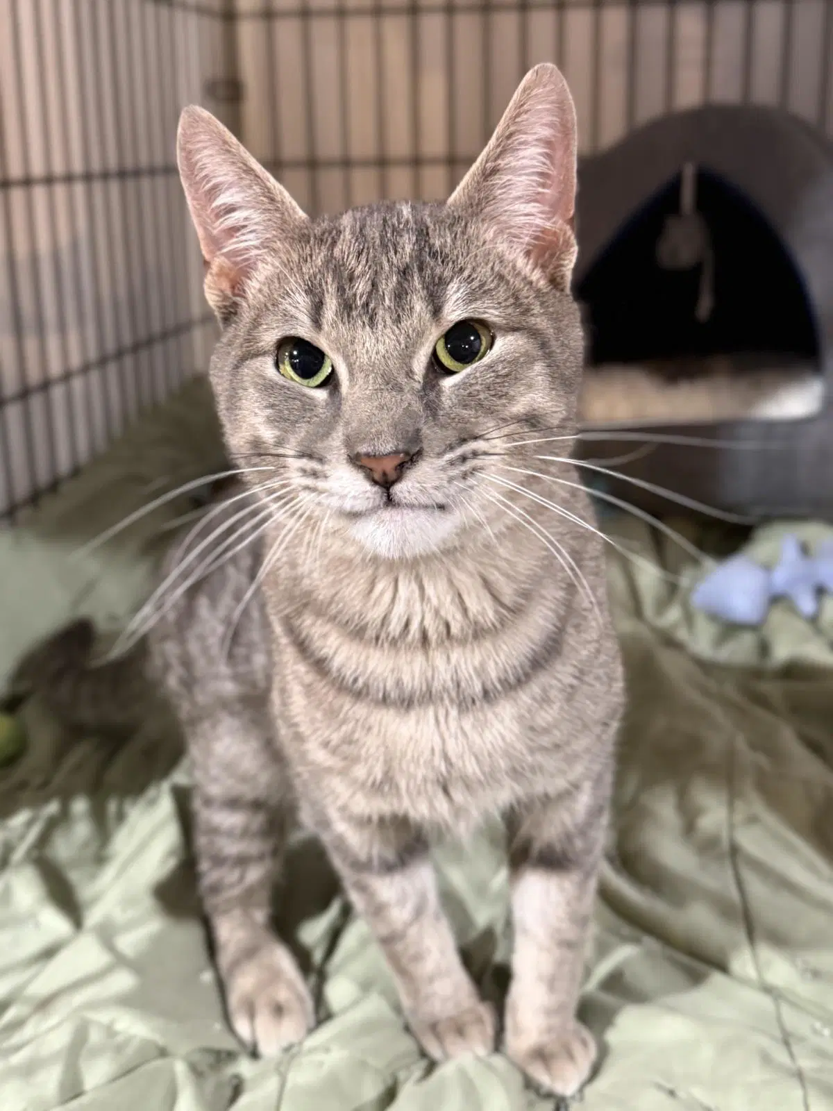 Gruffy - Domestic Short Hair