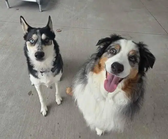 Presley - Siberian Husky