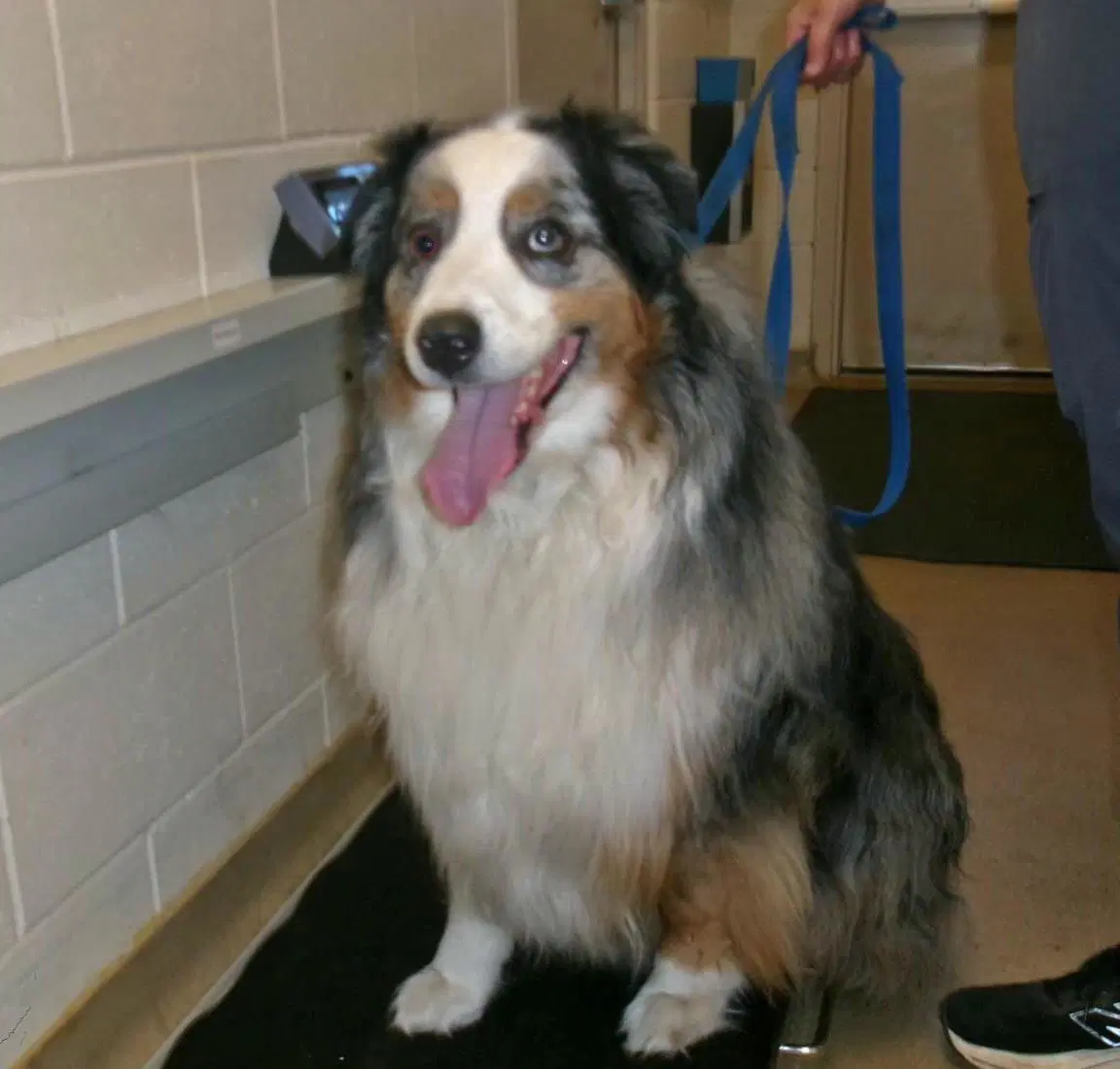 Blue - Australian Shepherd