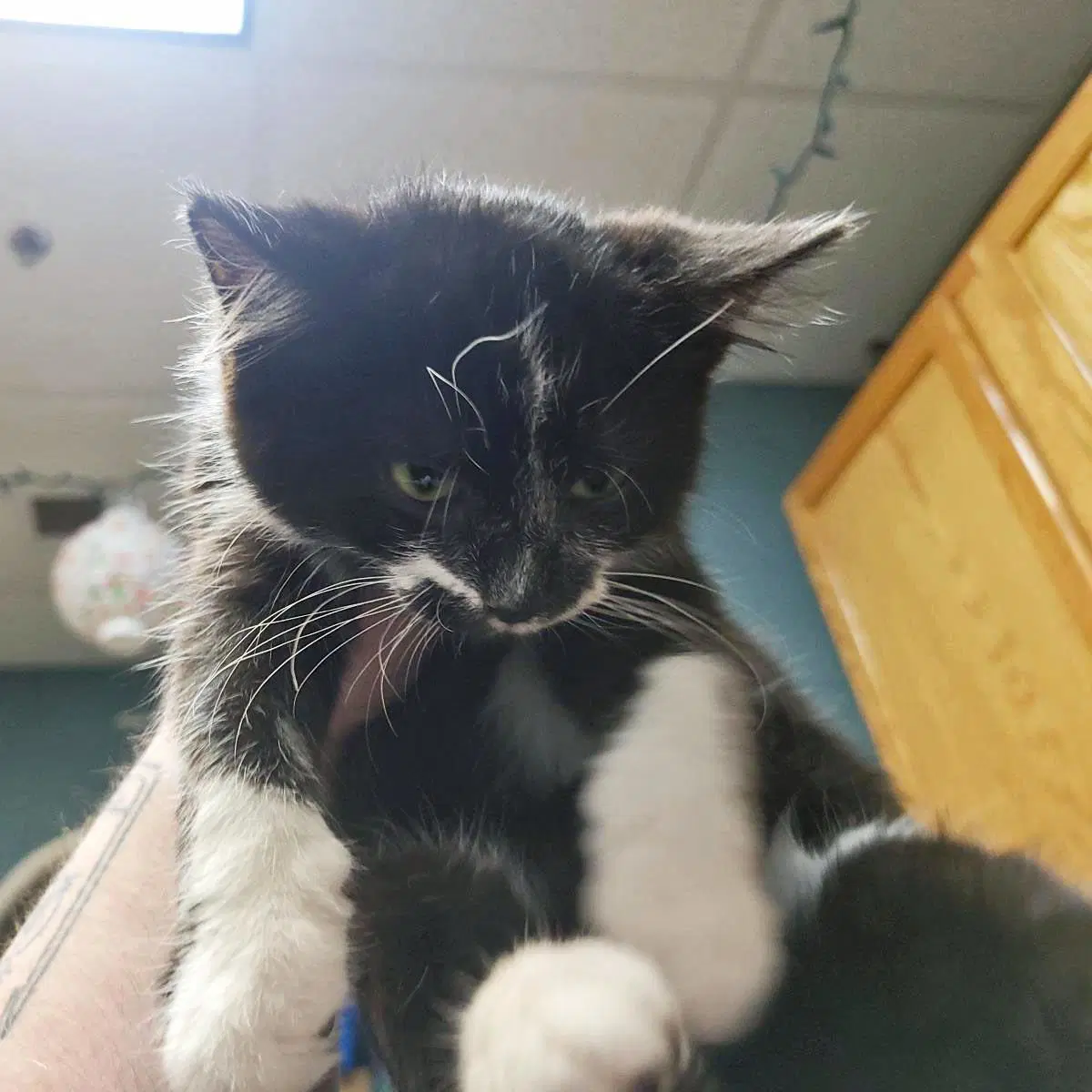 Mesa - Domestic Short Hair