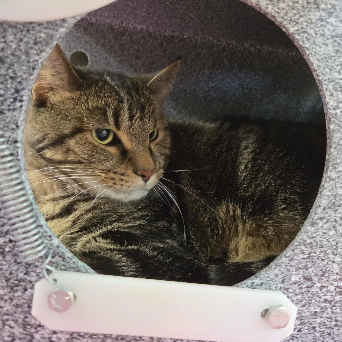 Hopscotch - Domestic Short Hair