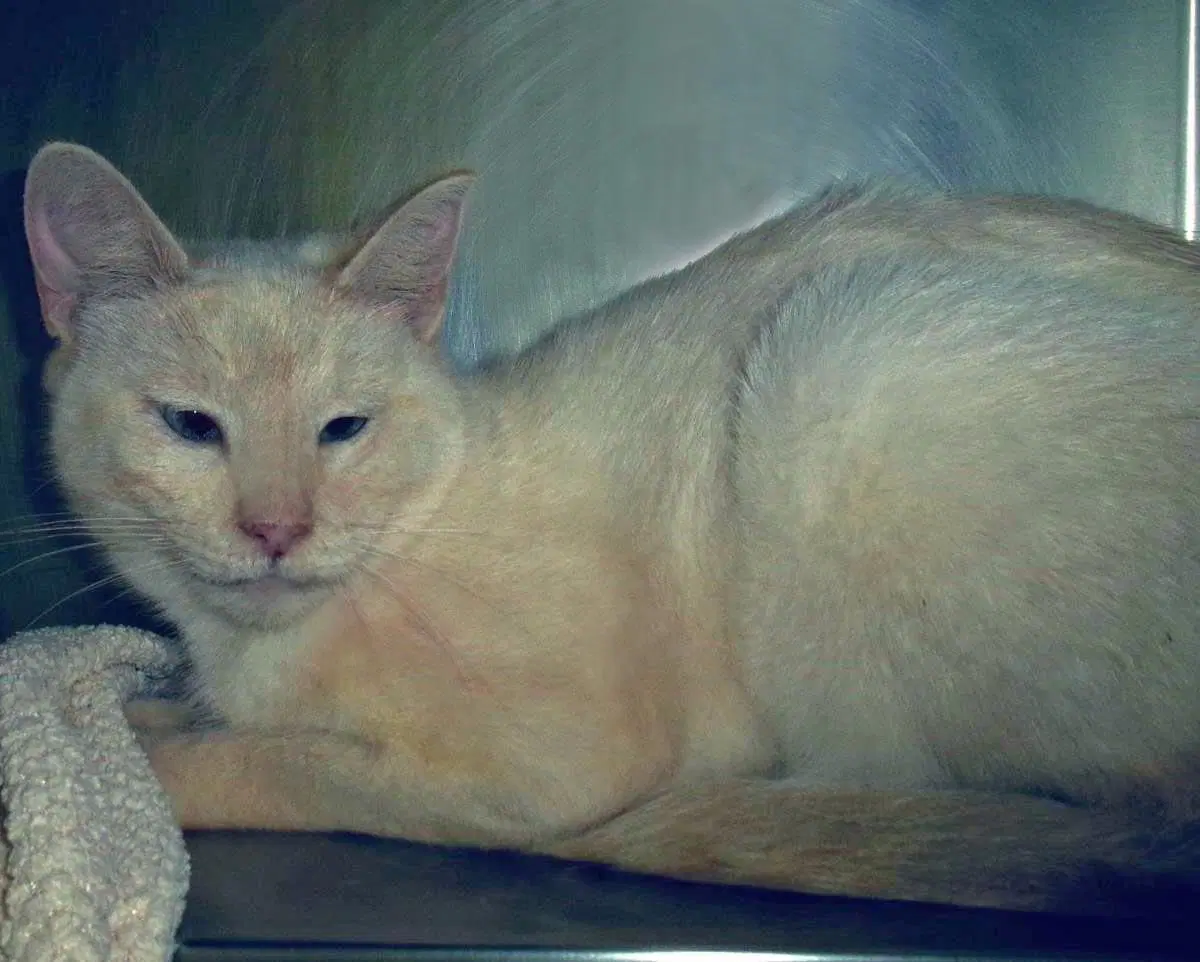 Boogie-Woogie Working Cat - Domestic Short Hair