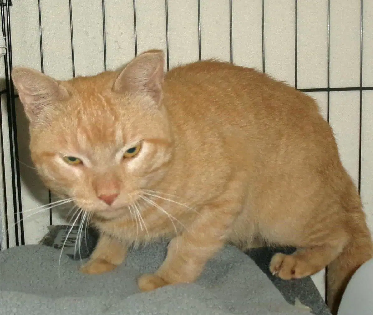 Garage Rock Working Cat - Domestic Short Hair